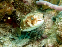 56 Butterflyfish IMG 3782